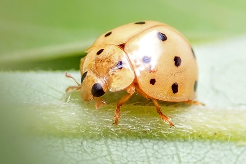 Harmonia sedecimnotata (Fabricius, 1801)