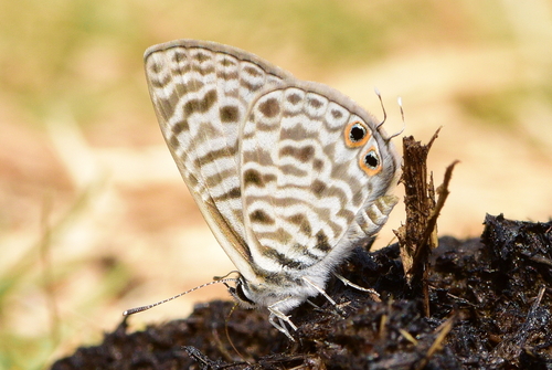 Common Zebra Blue Complex