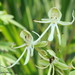 Habenaria oreophila - Photo (c) Julio Alejandro Álvarez Ruiz, all rights reserved, uploaded by Julio Alejandro Álvarez Ruiz