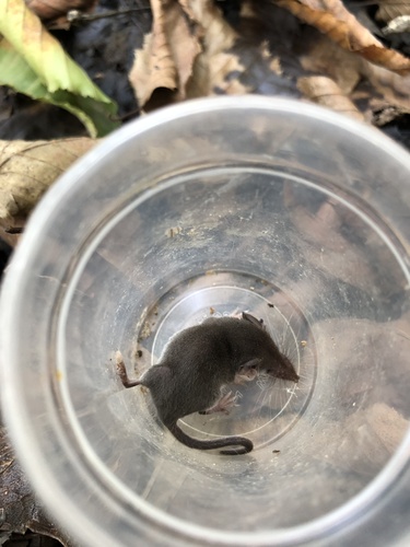 Caspian Shrew (Crocidura caspica) — Data Deficient Mammalia