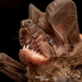 Pocketed Free-tailed Bat - Photo (c) Diego Barrales, all rights reserved, uploaded by Diego Barrales