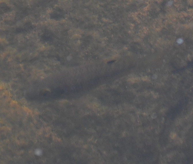 Redbelly Tilapia in October 2022 by justaname · iNaturalist