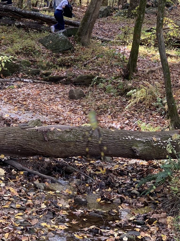 Joro Spider from Owens Store Rd, Canton, GA, US on October 28, 2022 at