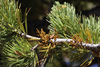 Limber Pine Dwarf-Mistletoe - Photo (c) richard, all rights reserved, uploaded by richard