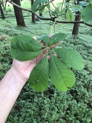 Godmania aesculifolia image