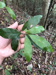 Ocotea veraguensis image