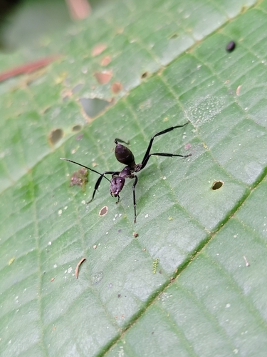 Camponotus wheeleriCamponotus wheeleri