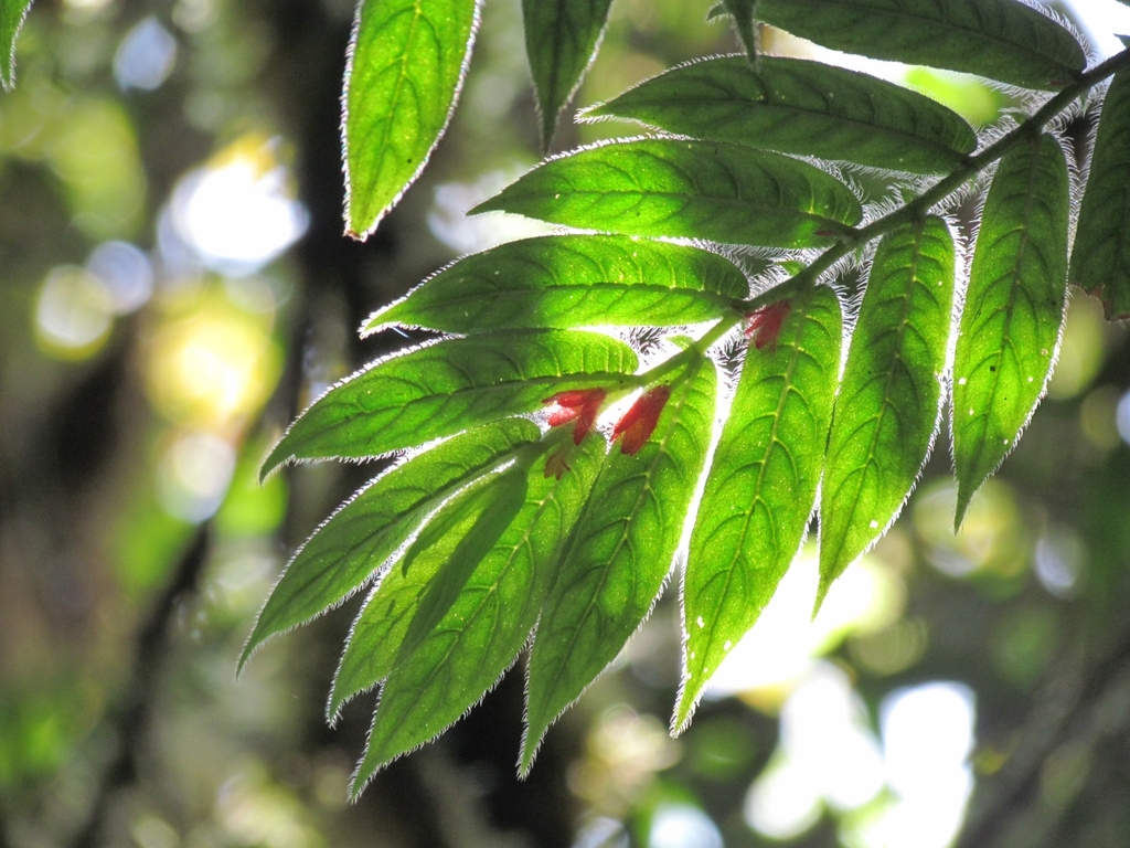 Columnea tenella