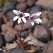 Tritonia flabellifolia - Photo (c) Isabelle Joy, todos los derechos reservados, subido por Isabelle Joy