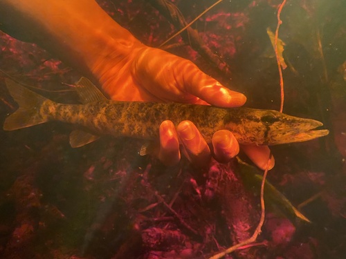 American Pickerel