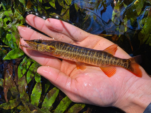 Esox americanus Gmelin, 1789