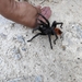Gold Carapace Redrump Tarantula - Photo (c) Christian Gonzalez, all rights reserved, uploaded by Christian Gonzalez