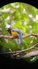 Trogon rufus image