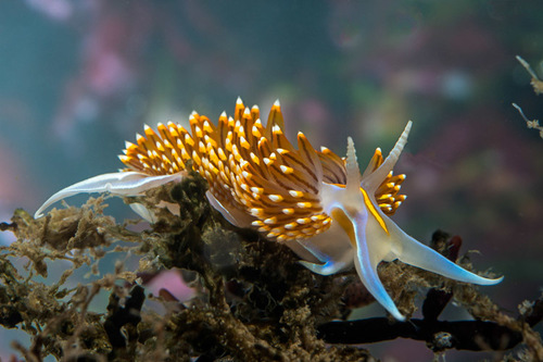 Opalescent Nudibranch