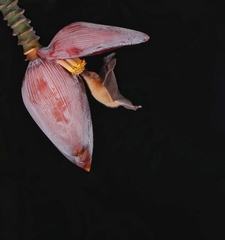 Lonchophylla robusta image
