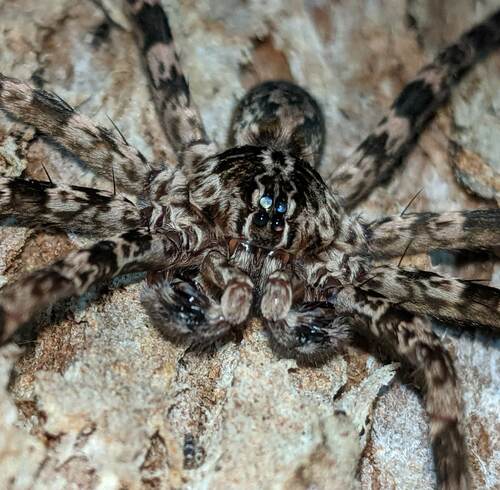 Ornamental Wandering Spider