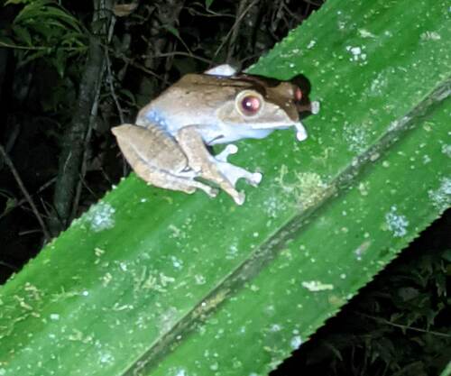 Madagascar Bright-eyed Frog