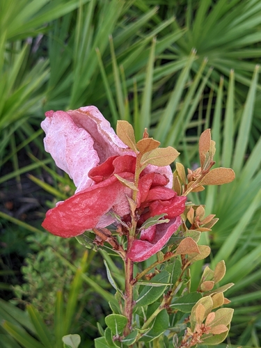 Exobasidium ferrugineae