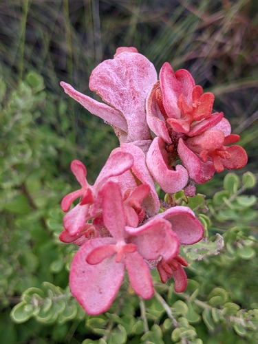 Exobasidium ferrugineae