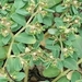 Euphorbia serpillifolia - Photo (c) caminogirl, todos los derechos reservados, uploaded by caminogirl