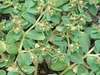 Euphorbia serpillifolia - Photo (c) caminogirl, todos los derechos reservados, subido por caminogirl