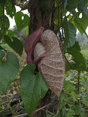 Aristolochia grandiflora image