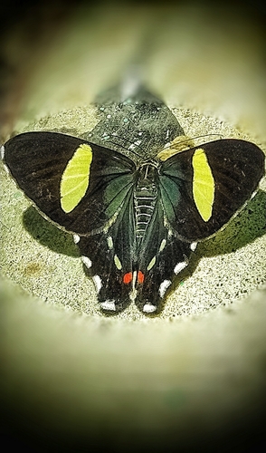 Erateina amazonia
