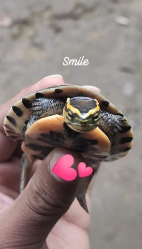 Burmese Box Turtle