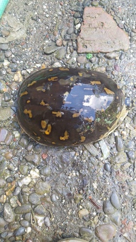 Spotted Northern Indian Flapshell Turtle