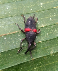 Cactophagus sanguinolentus image