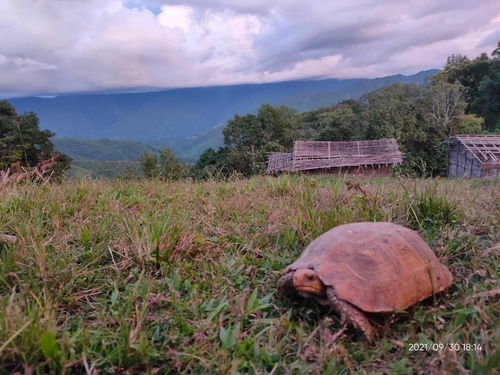 Elongated Tortoise
