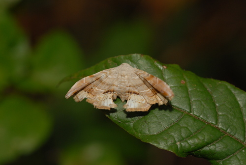 Acremma