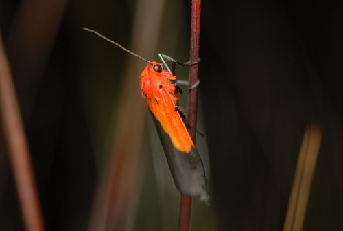 Isorropus funeralis