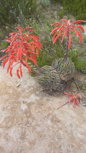 Aristaloe