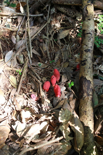 Japanese Balanophora (Balanophora japonica)