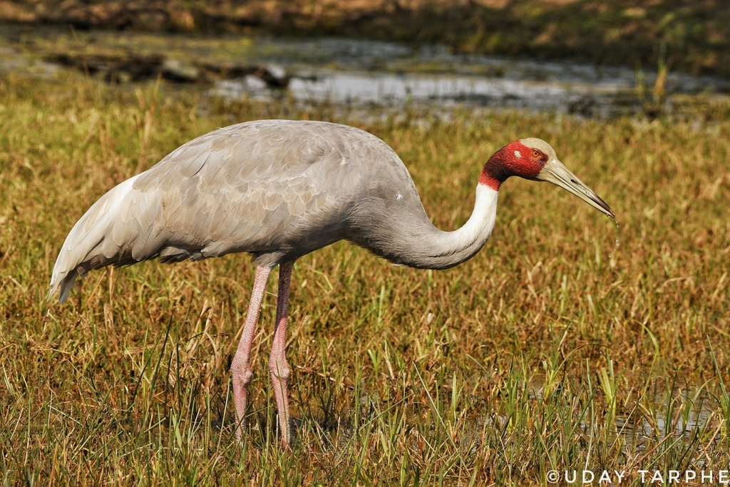 Sarus crane - Wikipedia