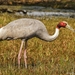 Sarus Crane - Photo (c) Uday Tarphe, all rights reserved, uploaded by Uday Tarphe
