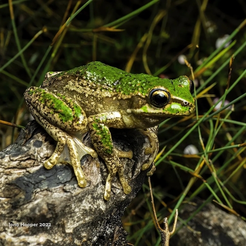 Tasmanian Tree Frog