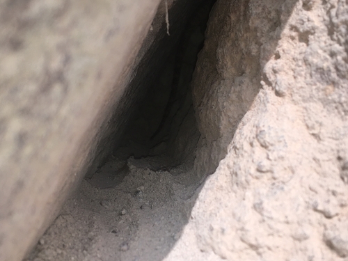 Caucasian Agama
