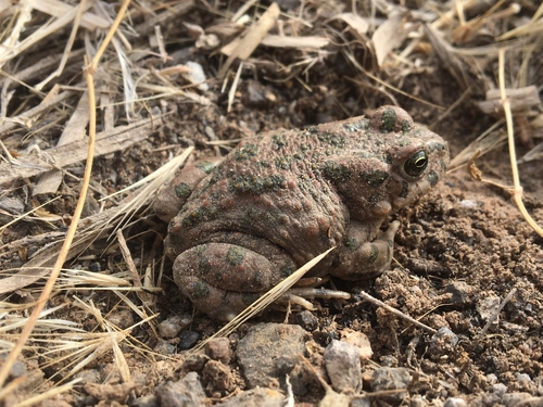 Variable Toad
