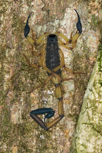 Centruroides bicolor · iNaturalist Panamá