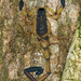 雙色似刺尾蠍 - Photo 由 Marco de Haas 所上傳的 (c) Marco de Haas，保留所有權利