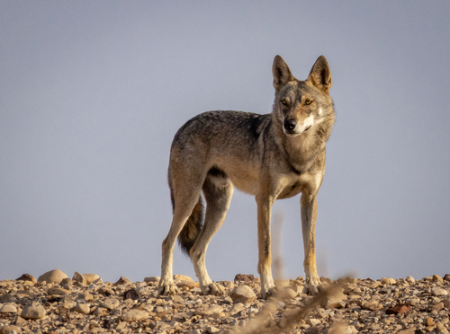 Arabian Wolf (Subspecies Canis lupus arabs) · iNaturalist