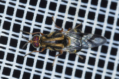 Image of Artemita hieroglyphica