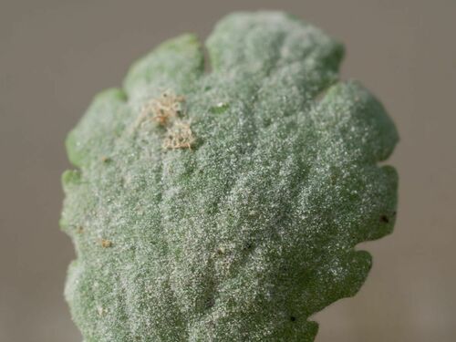 Erysiphe macleayae