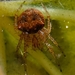Araneus partitus - Photo (c) Will Kuhn, all rights reserved, uploaded by Will Kuhn