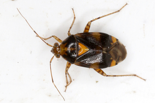 Three Spotted Nettle Bug