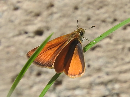 Tropical Least Skipper