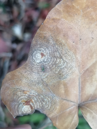 Boeremia hedericola