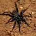 African Open-hole Spiders - Photo (c) Len deBeer, all rights reserved, uploaded by Len deBeer